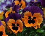 pansy1.jpg
