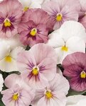 pansy3.jpg