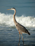 great_blue_heron_3.jpg
