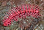 pinklillipede.jpg