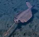 weirdanimalthing.jpg