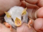 White_bat_Ectophylla_alba_12.jpg