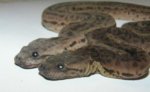 elephant-trunk-snake.jpg