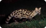 Genet-spotted.jpg