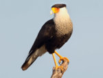 TX10%u00252Bnorthern%u00252Bcaracara%u00252B111_3176.jpg