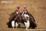 Lappet-faced-vultures---courting-couple.jpg
