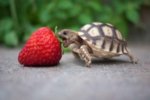 really_cute_turtles-5-300x199.jpg