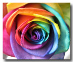 rainbowrose.jpg