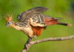Hoatzin.jpg
