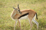baby-antelope.jpg