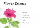 Flower.jpg Flower.jpg