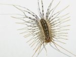 housecentipede.jpg housecentipede.jpg