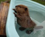 cute-beaver-taking-a-bath.jpg