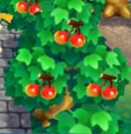 cherry.jpg