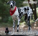 Dalmatian.jpg Dalmatian.jpg