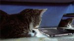 What The Meow.jpg What The Meow.jpg