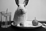 Bunny Served.jpg