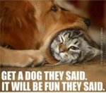 funny-cat-pics-get-a-dog-they-said.jpg