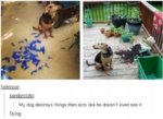 Best-tumblr-posts-dog-dumping-stuff-and-not-looking.jpg