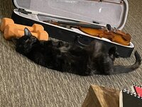 Maybelleviolin.jpg