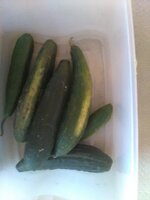 1ClothedLoofa.jpg 1ClothedLoofa.jpg