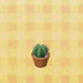 round-mini-cactus.jpg