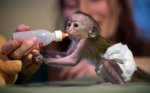 456922-111219-tdy-at-baby-monkey-649.blocks_desktop_large.jpg
