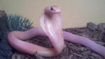 a pretty pink snake baby.jpg