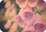 foxgloves.jpg