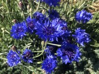 IMG_0719.jpeg