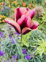 thumbnail_IMG_3950.jpg