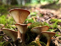 Mushrooms4.jpg