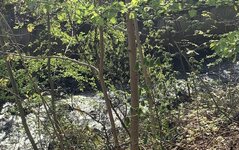 IMG_2552.jpeg