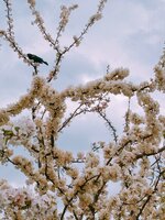 IMG_9952.jpg