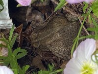 IMG_0415.jpeg