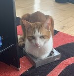 IMG_2602.jpeg