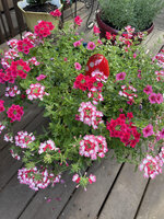 My Flowers (1).jpg