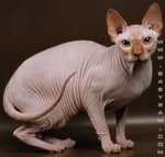 sphynx_cat_pigmalion_babyrah2.jpg