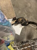 kitty.jpg