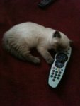 Asleep on the remote.jpg