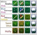 Bush_chart.jpg