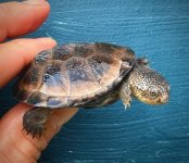 Upembae_Mud_Turtle_4__42248.jpg