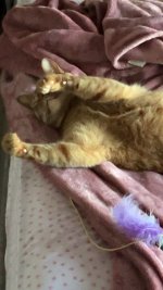 Luka sleeping.JPG