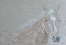 Horse Sketch in colored pencil.jpg