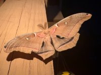 IMG_8213.jpeg