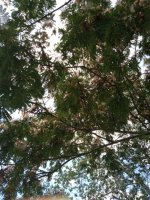 IMG_20250621_123452853.jpg