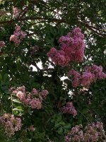 IMG_20250627_144342036.jpg