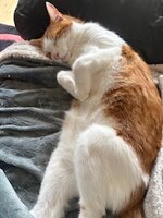 IMG_3497.jpeg