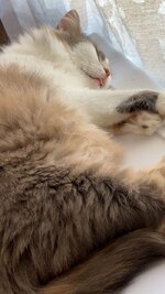 Luna sleeping 14.JPG