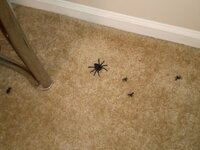 IMG_20251008_072721324.jpg